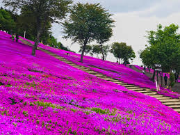 ข้อมูลเที่ยวญี่ปุ่น : เที่ยวญี่ปุ่น ชมทุ่ง Pinkmoss ที่ Hokkaido